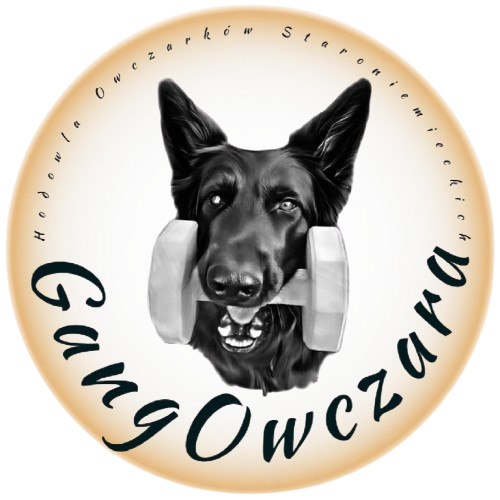 PFK GangOwczara Hodowla Owczarków Staroniemieckich